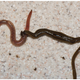 Hammerhead "capping" an earthworm.